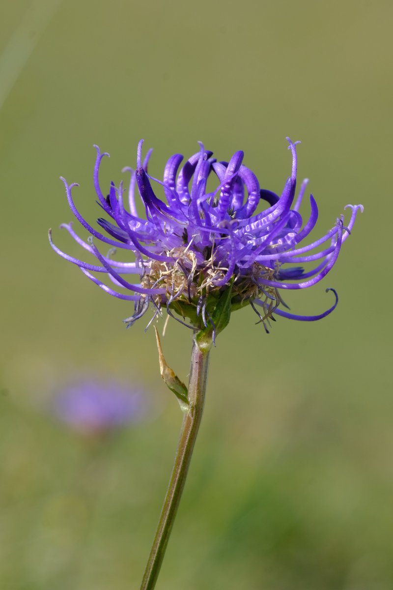 Alfred The Ordinary tweet media