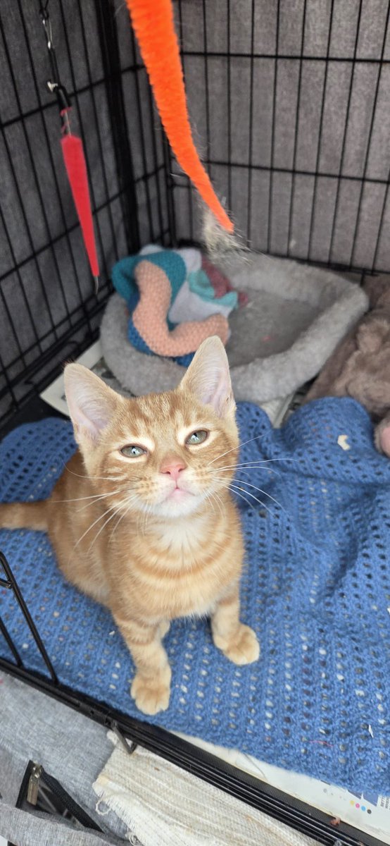 Kings Heath Cat Rescue tweet media