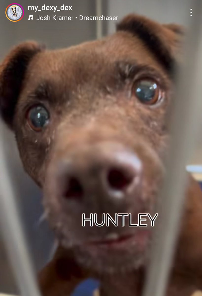 🆘 💔 🆘 8 yo HUNTLEY is on the 💀 list at Downey #California ACC. Shy, scared 23 lb #Chihuahua mix, owner surrendered for "aggression". Needs a new family ASAP🙏 Reply here if you can #FOSTER 4 rescue.
Info ⬇ #A5282760