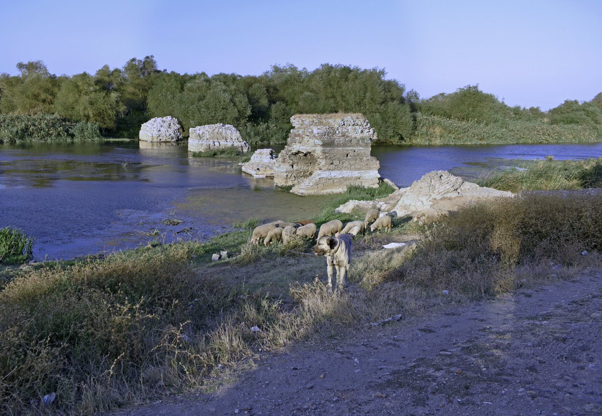 Sheep dog and sheep by the "Bridge of Constantine" at Uluabat/historic Lopadion in Mysia/Hellespont (modern Bursa Province)
 
Photo taken today