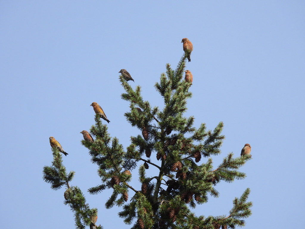 The Crossbills in <a href="/GreensandTrust/">The Greensand Trust</a> Rushmere Park finally showed well enough for some reasonable photos today. These were part of a flock of around 30 birds in Oak Wood, next to the greensand ridge path.