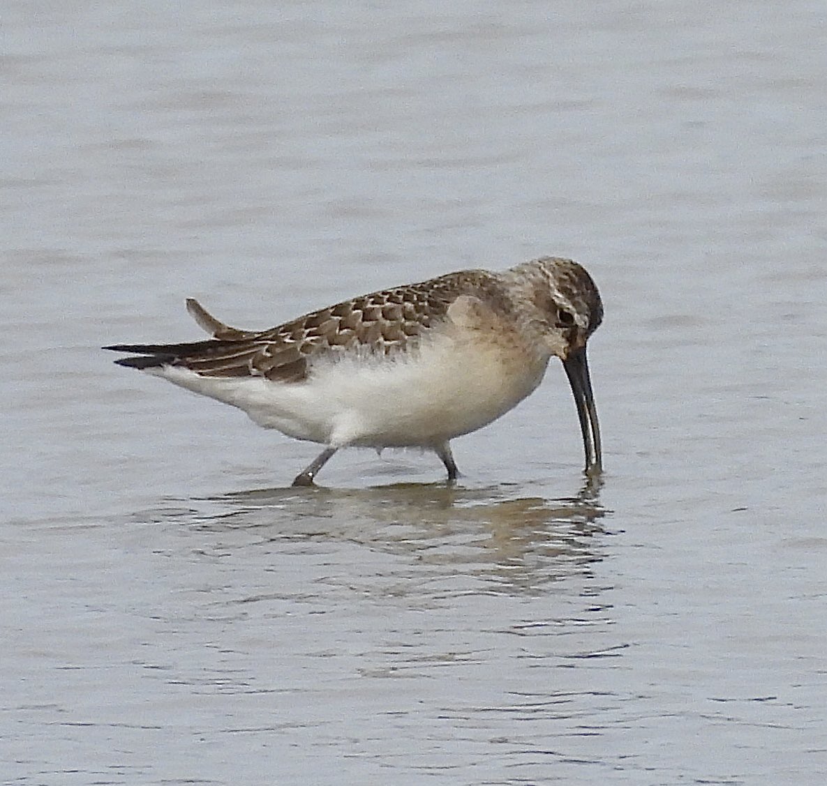 Pauline Gilbertson tweet media