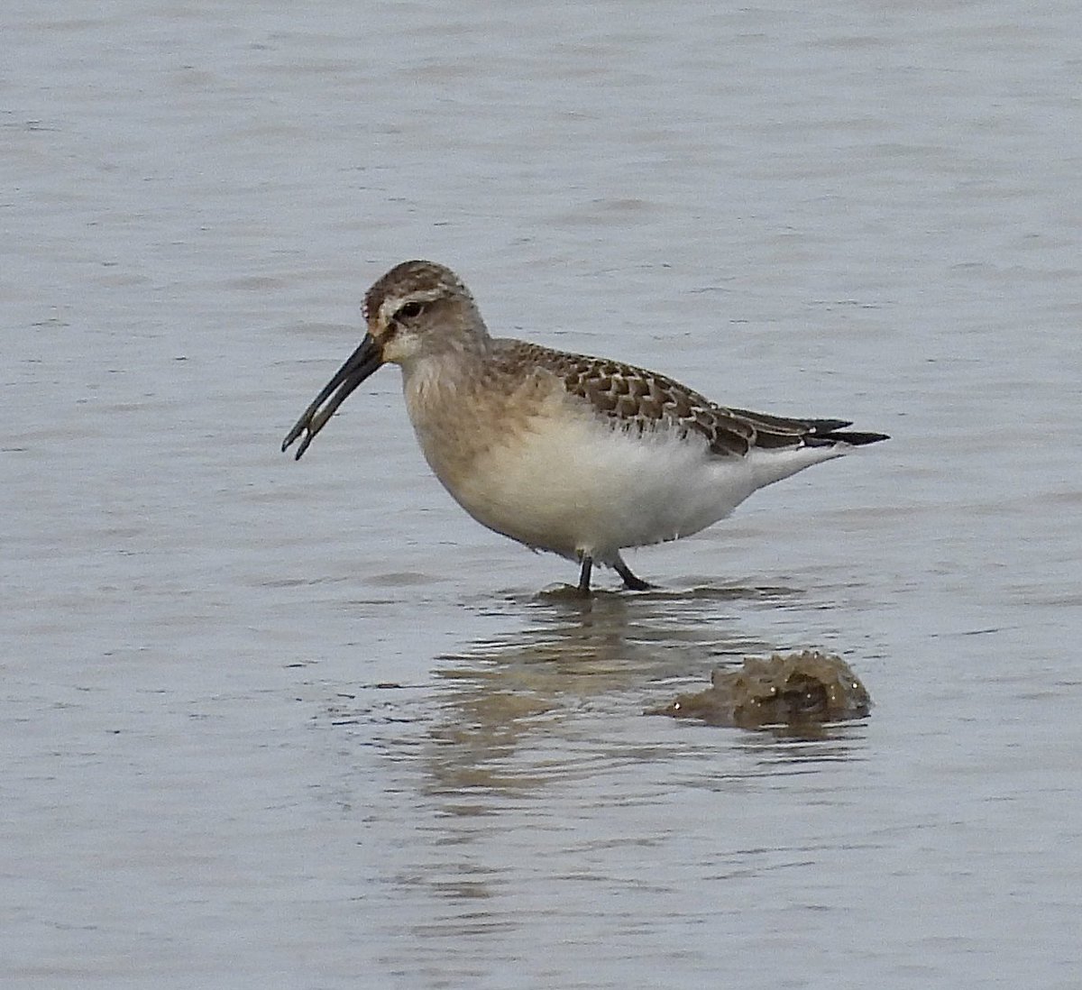 Some lovely Curlew Sandpipers at <a href="/NWTCleyCentre/">NWT Cley Marshes</a> #Norfolk today <a href="/RSPBbirders/">RSPB Birders</a> <a href="/Natures_Voice/">RSPB</a> <a href="/_BTO/">BTO</a>