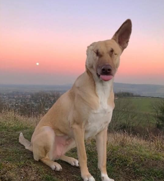 TweeetsOfDogs's tweet image. I know i’m beautiful but no one says hello to me !💝