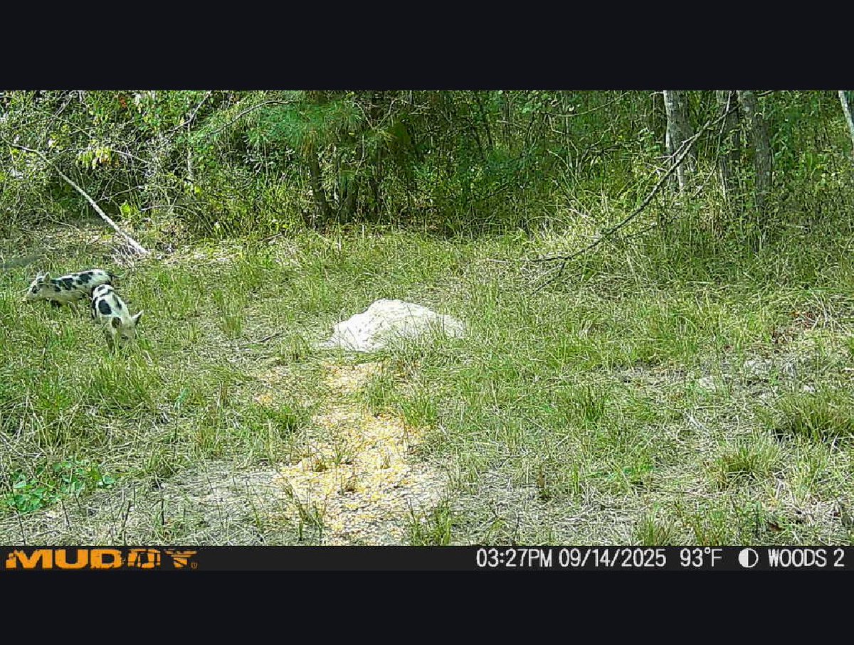 CajunAsian tweet media