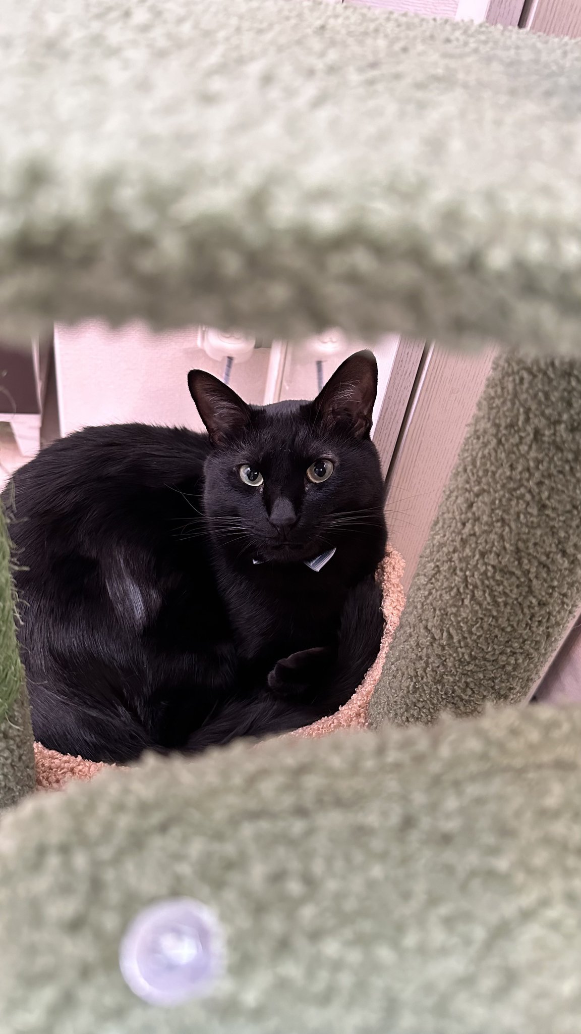 黒猫 ページ 黒猫トニー on X: 