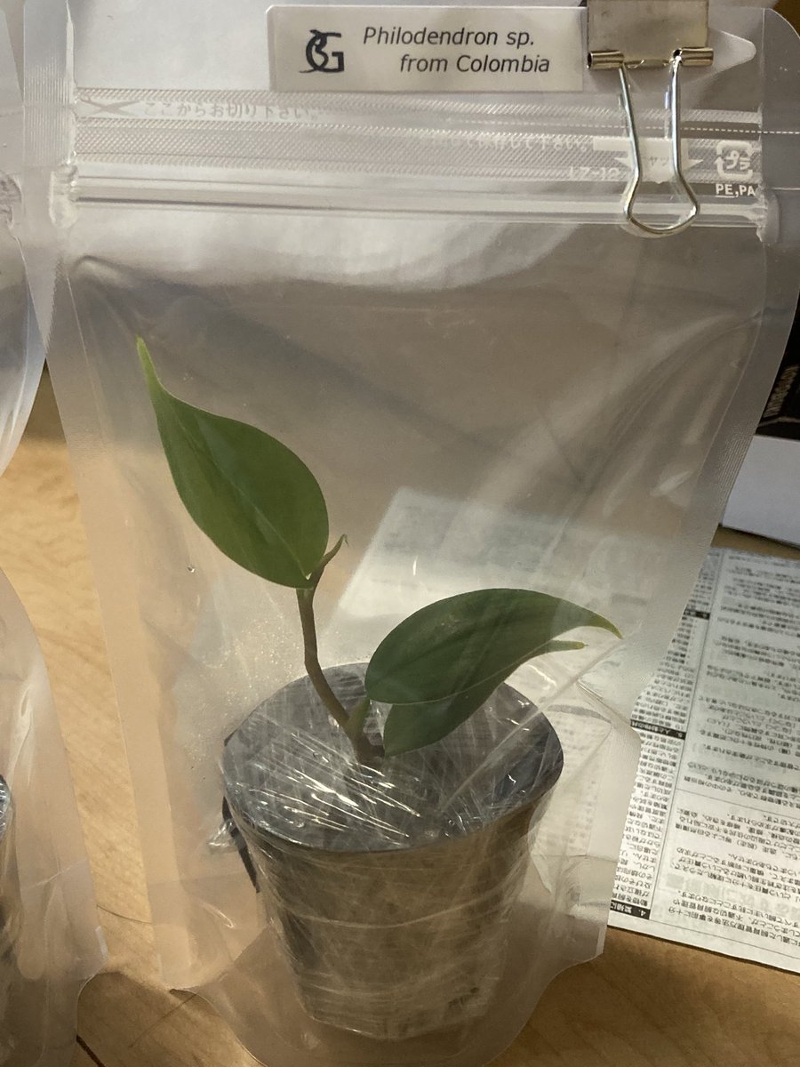 ゲコマその2
ブルーゲッコーラボ<a href="/BlueGeckolab/">ブルーゲッコーラボ</a> さんでエベナビアゲッコー♂2匹とOsmoxylon ineare、Philodendron  sp.from Colobiaをお迎えしました
#ゲッコーマーケット
#エベナビアゲッコー