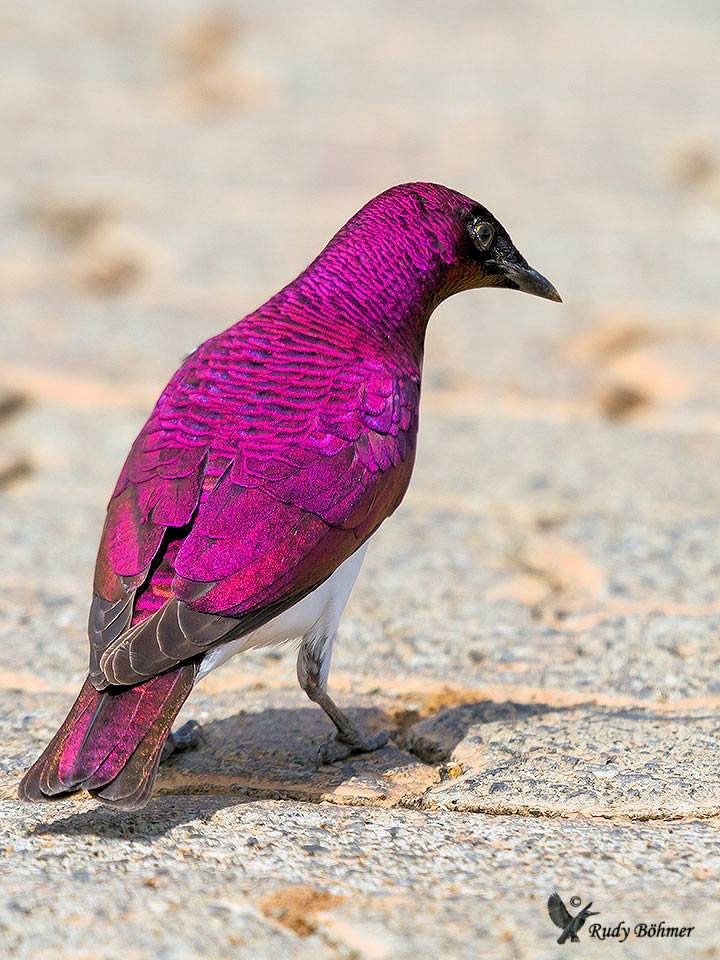 أحد أندر وأجمل الألوان في الطبيعة.
زرزور أبيض البطن