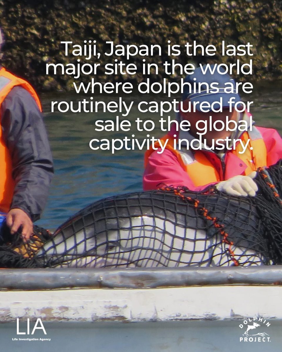 OceanicRescue's tweet photo. HELP TAKE ACTION ➡️ https://t.co/f4hTxHYxIC
#DolphinProject #dolphin #dolphins #thanksbutnotanks #thecove https://t.co/PQQqBWfNF2