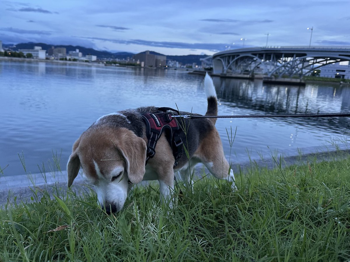 𝐺𝑜𝑜𝑑 𝑚𝑜𝑟𝑛𝑖𝑛𝑔︎🌿🌿🌿🐶♫
#ビーグル
#ビーグル小太郎
#beagle