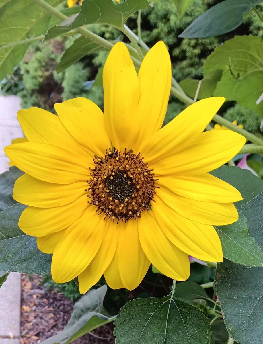 Scribblz (@scribblz740937) on Twitter photo 