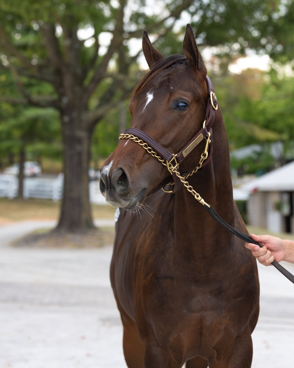 PinOakStud's tweet photo. Wrapping up Book 3 of #keesept, we added these two handsome colts to the Pin Oak team 💙 

Hip 1325, a colt by Ghostzapper out of Super Chianti. Consigned by @ParamountSales_
Hip 1584, a colt by Olympiad out of Kitt Kath. Consigned by @PadraigCampion https://t.co/PLeCGfM2OR