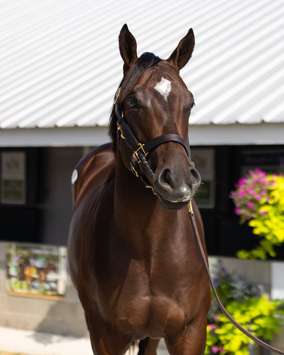 Wrapping up Book 3 of #keesept, we added these two handsome colts to the Pin Oak team 💙 

Hip 1325, a colt by Ghostzapper out of Super Chianti. Consigned by <a href="/ParamountSales_/">Paramount Sales</a>
Hip 1584, a colt by Olympiad out of Kitt Kath. Consigned by <a href="/PadraigCampion/">Padraig Campion</a>