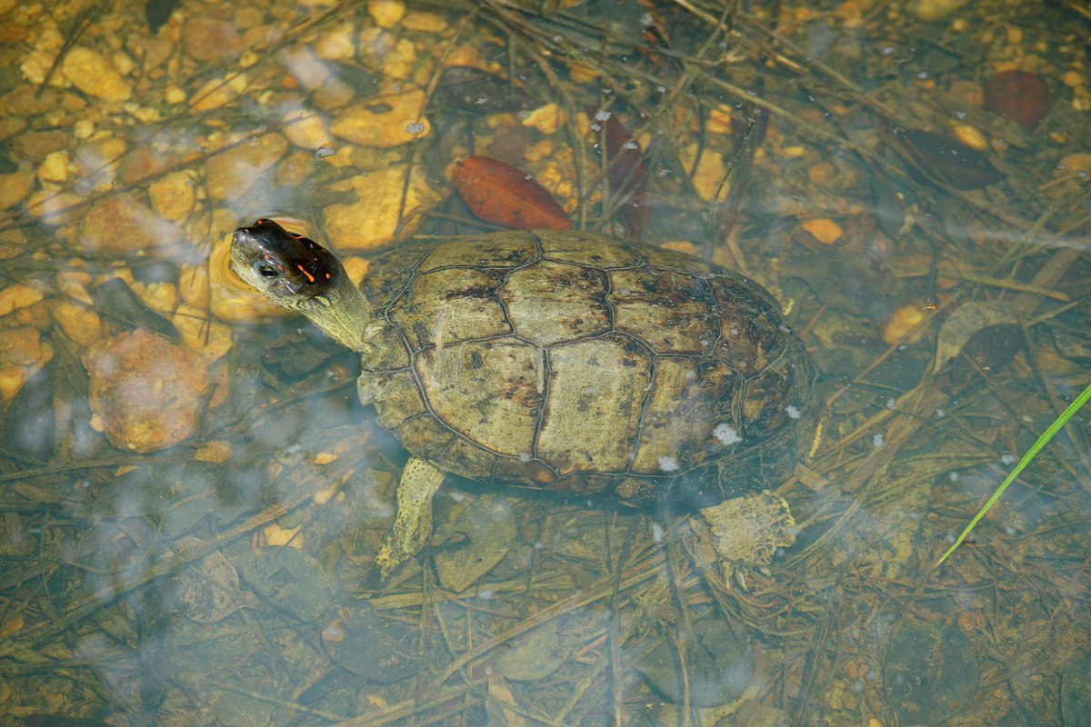 Savanna Field Station 🇧🇿 tweet media
