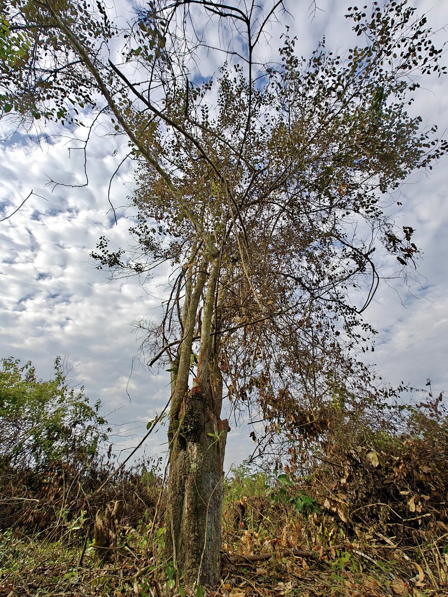 Nature is amazing #NatureLovers #NatureFacts #NatureIsAmazing #NatureIsMagic #naturephotography