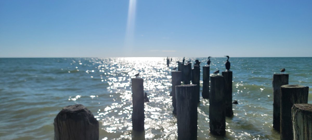 Came to the ocean to drown my sorrows and try to find a dolphin, no luck with either. ☹️