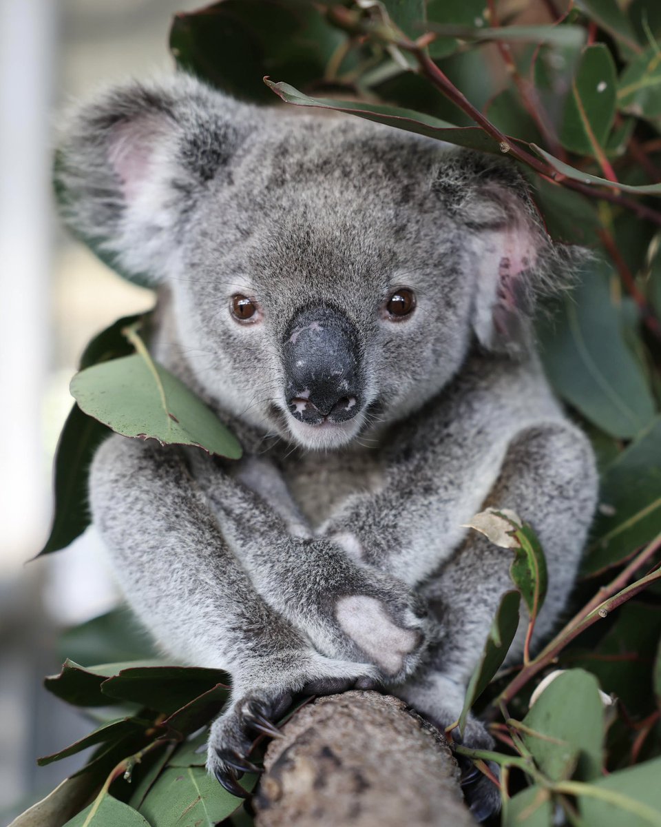 Protecting the wild, one patient at a time! 🐨🍃🐾💚

#Conservation  #WildlifeWarriors #Wildlife #AustraliaZoo #AnimalRescue #Charity #Australia