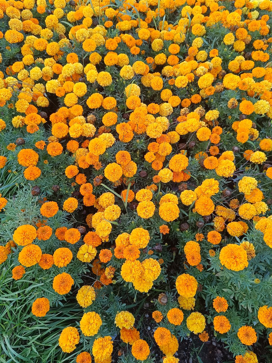 Dünyamı kötü insanlar mı? Ama çiçekler güzel