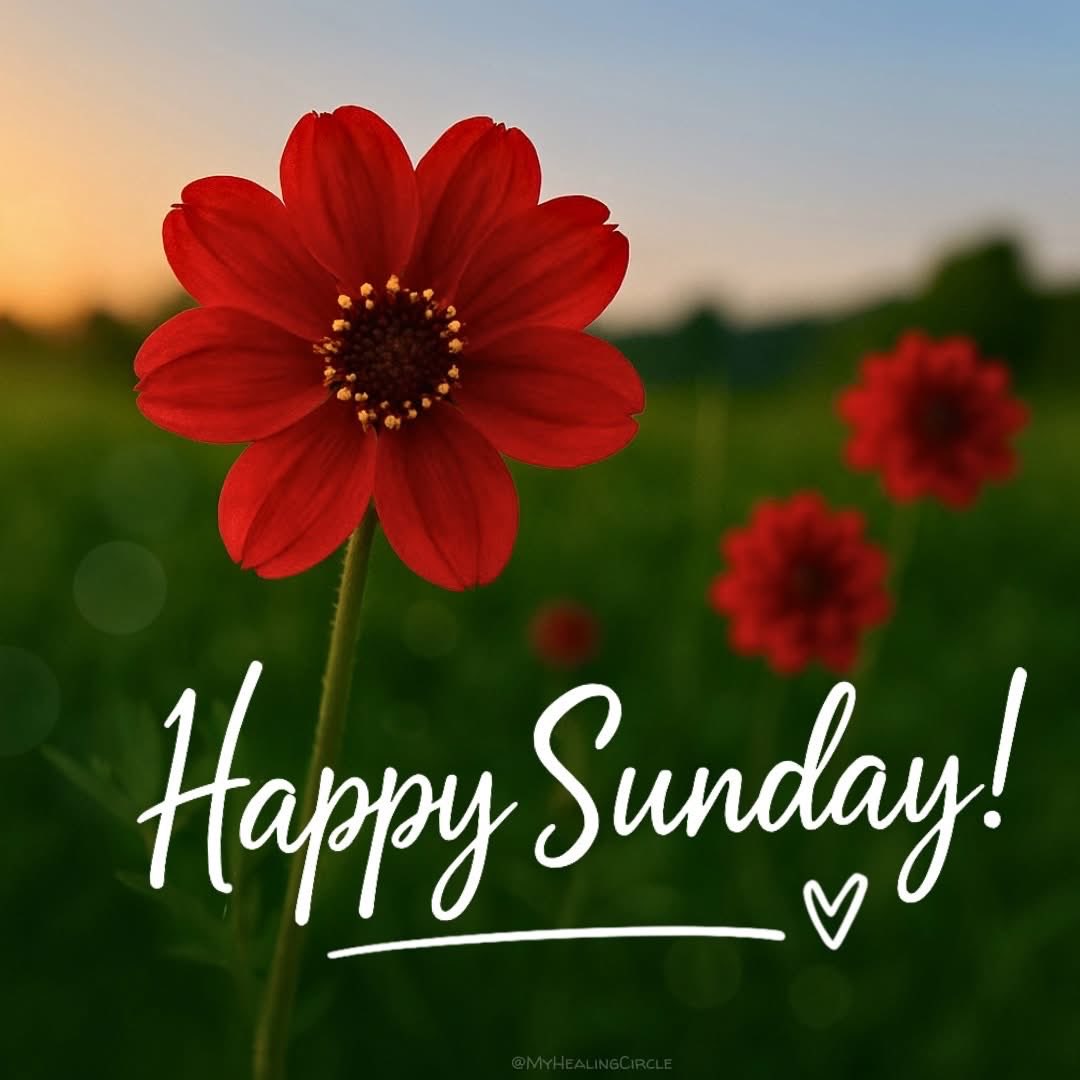 mshafqat72's tweet photo. Good Afternoon 🌷💛 May your day be filled with love, peace, and endless beauty like these blooms. 🌸🌿
#GoodAfternoon #PeacefulVibes #FlowerBasket #NatureLovers #PositiveThoughts #AfternoonJoy #BloomWithGrace #GratefulHeart #HappyAfternoon #BrightMoments #LifeInColor https://t.co/ZKoSG13QiG