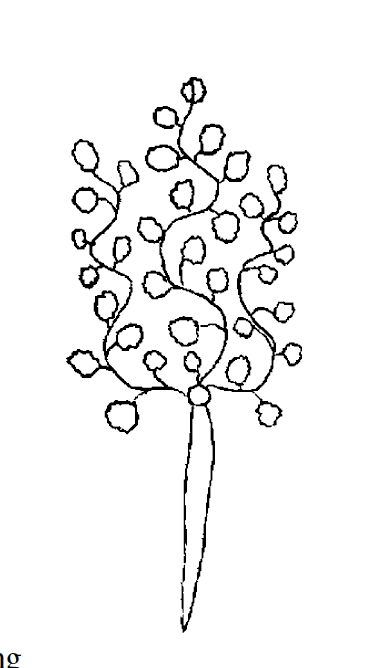 Davidino's tweet photo. When Jacopo da Firenze talks about approximating square roots...he actually draws a plant with its roots (pic from J. Høyrup, "the world of the Abbaco"). https://t.co/V8ZX0c7fLe