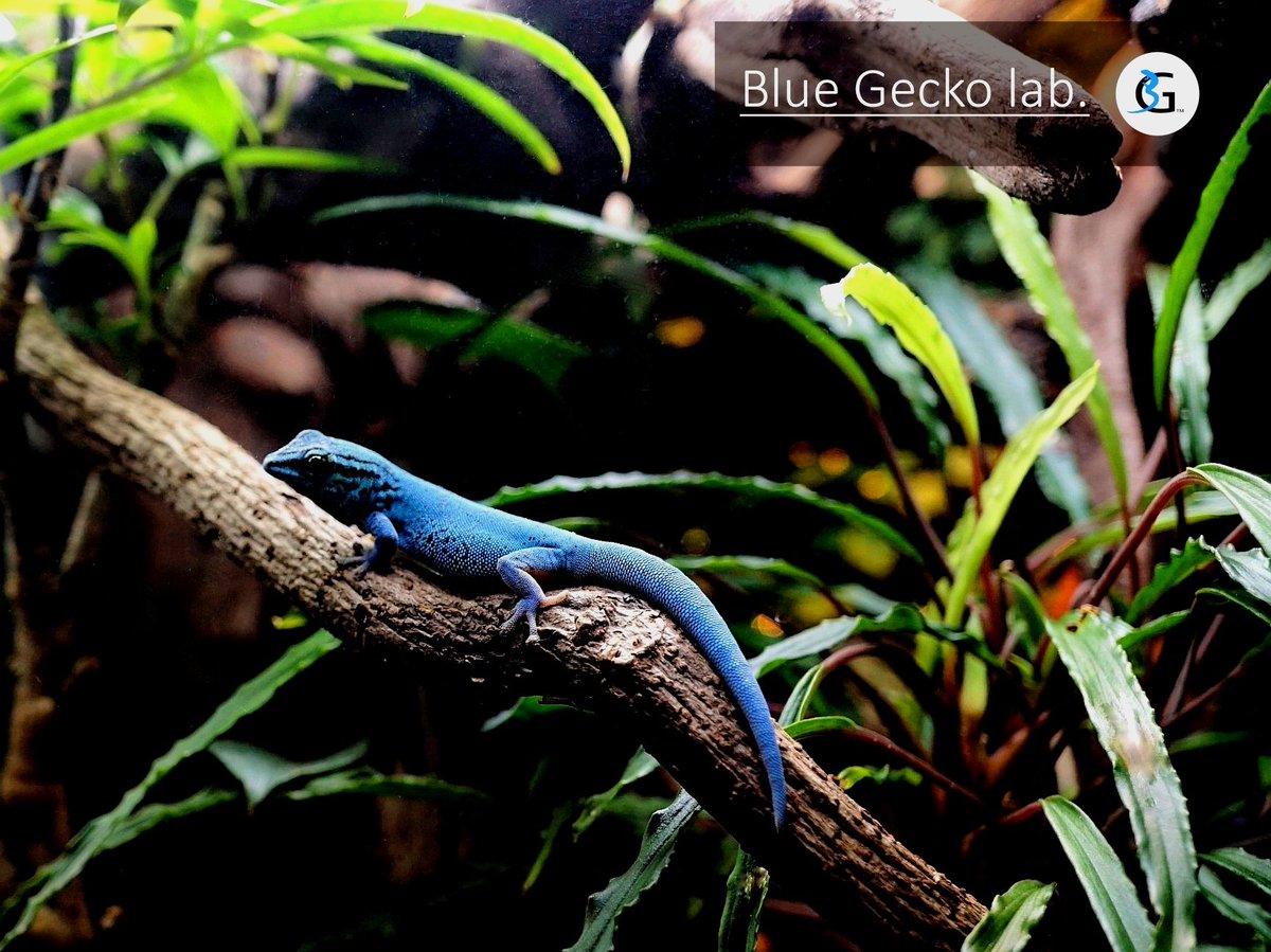 Gecko Market 2025への出展は無事に終了いたしました。当ブースで商品をご購入いただいた皆様、ご同業の出店者各位、事務局および運営スタッフの皆様に、この場を借りて心より感謝申し上げます。
Blue Gecko lab. 代表 岡
#GeckoMarket
#GeckoMarket2025
#ゲコマ