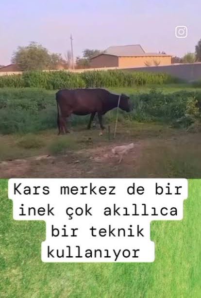 mertali (@mabayrakk) on Twitter photo 