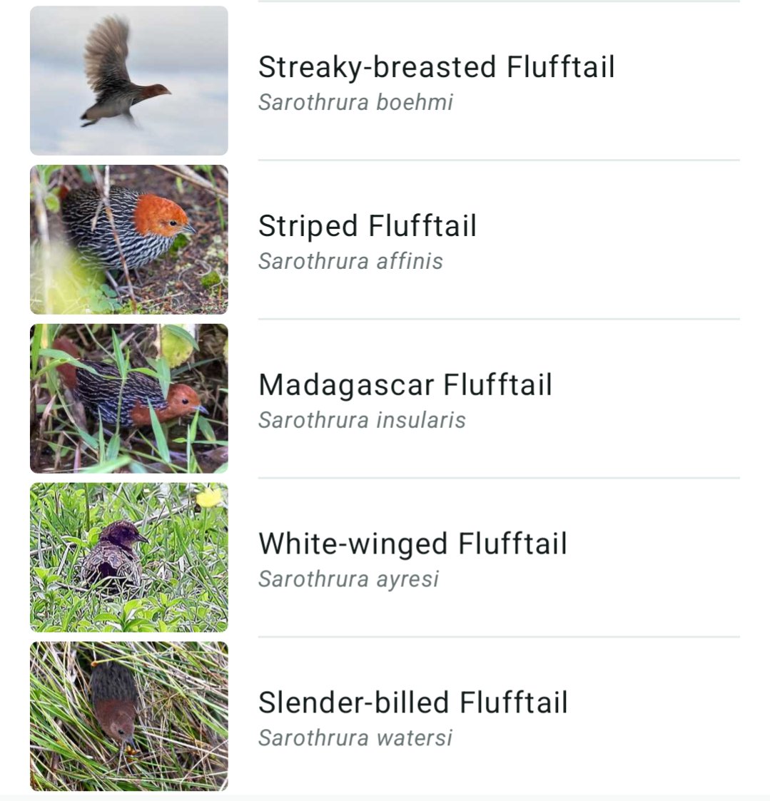 An entire family of birds called flufftails. Why not.