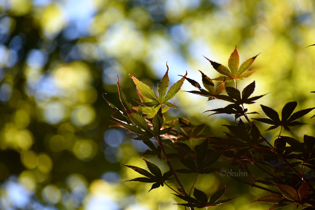 catjkuhn's tweet image. #SundayYellow #Bokeh #JapaneseMaple #Trees #NaturePhotography