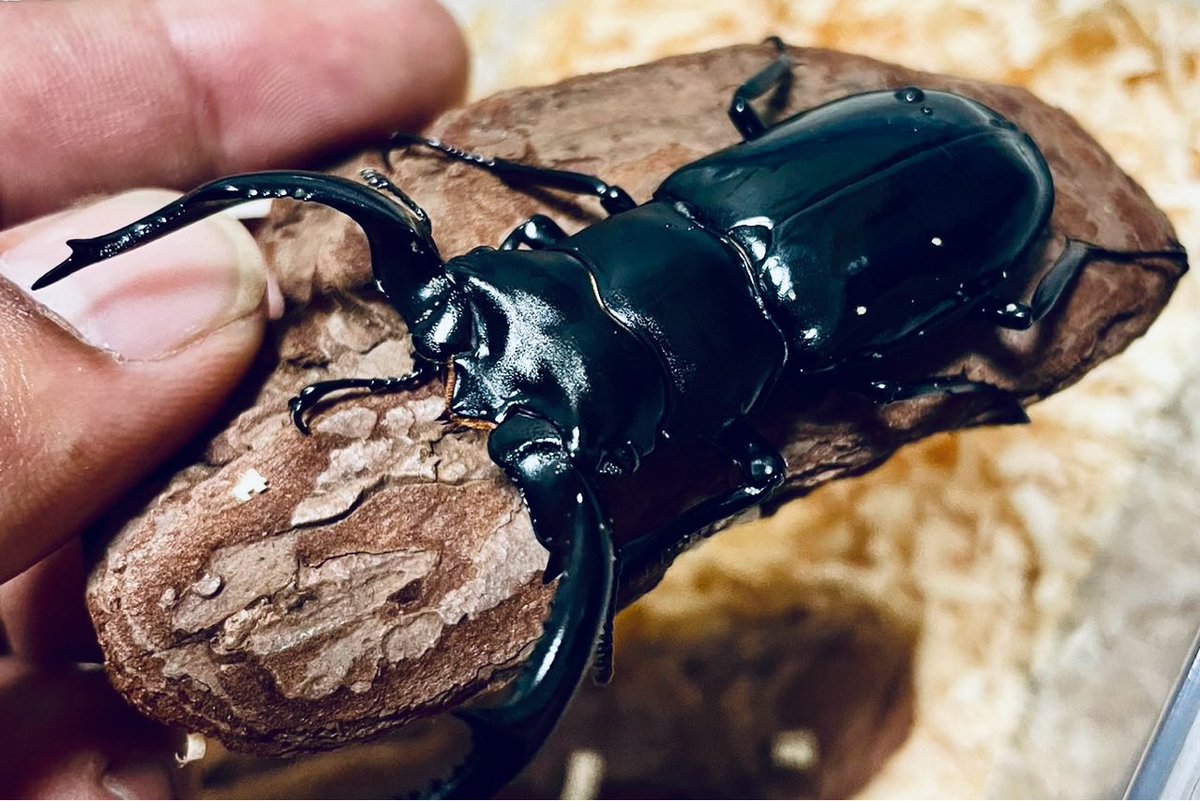 販売ポスト📮
ウエストウッディ幼虫🐛

ワインセラーに入らないくらいになってしまったので10頭販売に回します。
気になる方はDMください😁
あ、ちゃんと販売証明書お付けします😎