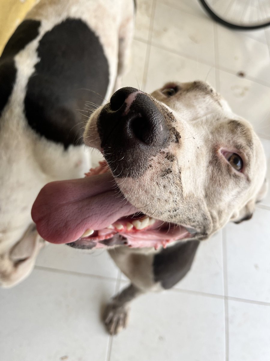Valensbae0's tweet photo. A pesar de que ya no podía verte mi Arya bella, siempre te recordaba con mucho mucho amor, y ayer me dieron la noticia de que ya estarás corriendo como loquita con Sanson, Frida y Nina🪽❤️.  Hasta siempre a la perrita más traviesa, que se creía una bb a pesar de estar gigante🥹. https://t.co/kvTzP6i9ev