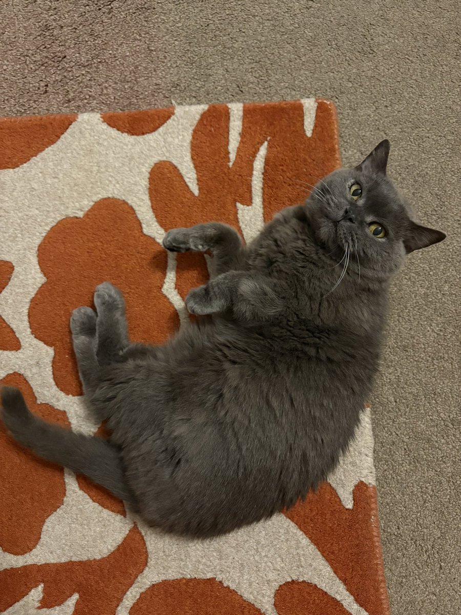 It was my gotcha day this week. 11 years with my human. She’s so lucky 😻