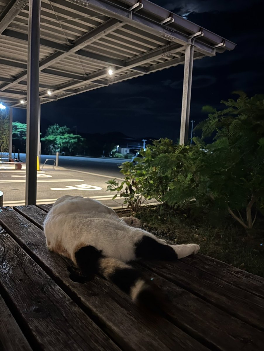 ねこたこ(necotaco) (@necotaco8) on Twitter photo おはようございます☀️
連休でピクトレする人もしない人も
楽しくご安全に。
🔐後わたしは大人しくしてます🐾 おはようございます☀️
連休でピクトレする人もしない人も
楽しくご安全に。
🔐後わたしは大人しくしてます🐾