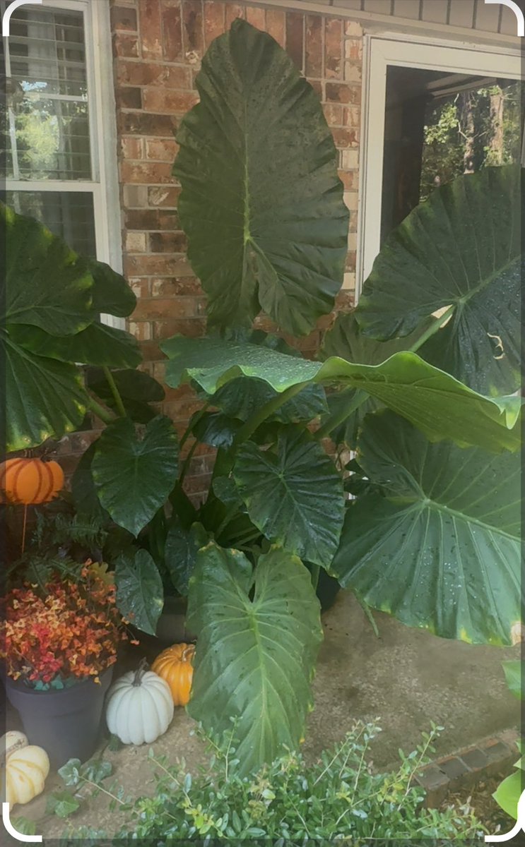 keithljsmith's tweet image. Alocasia plant #Alocasiaplant #elephantear