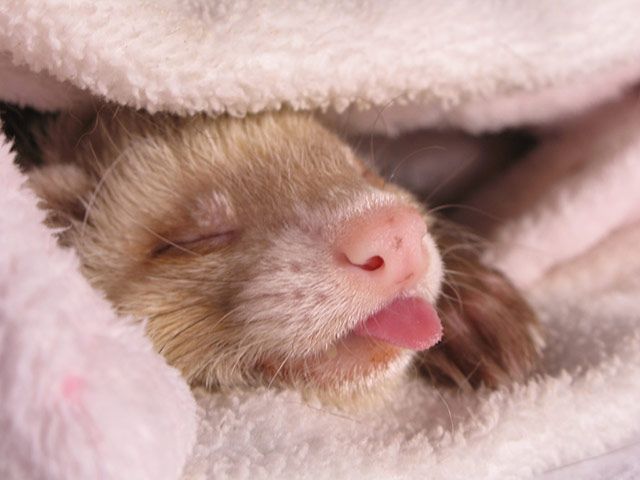 FerretPerHour's tweet photo. https://t.co/YVRl6QsZWg
