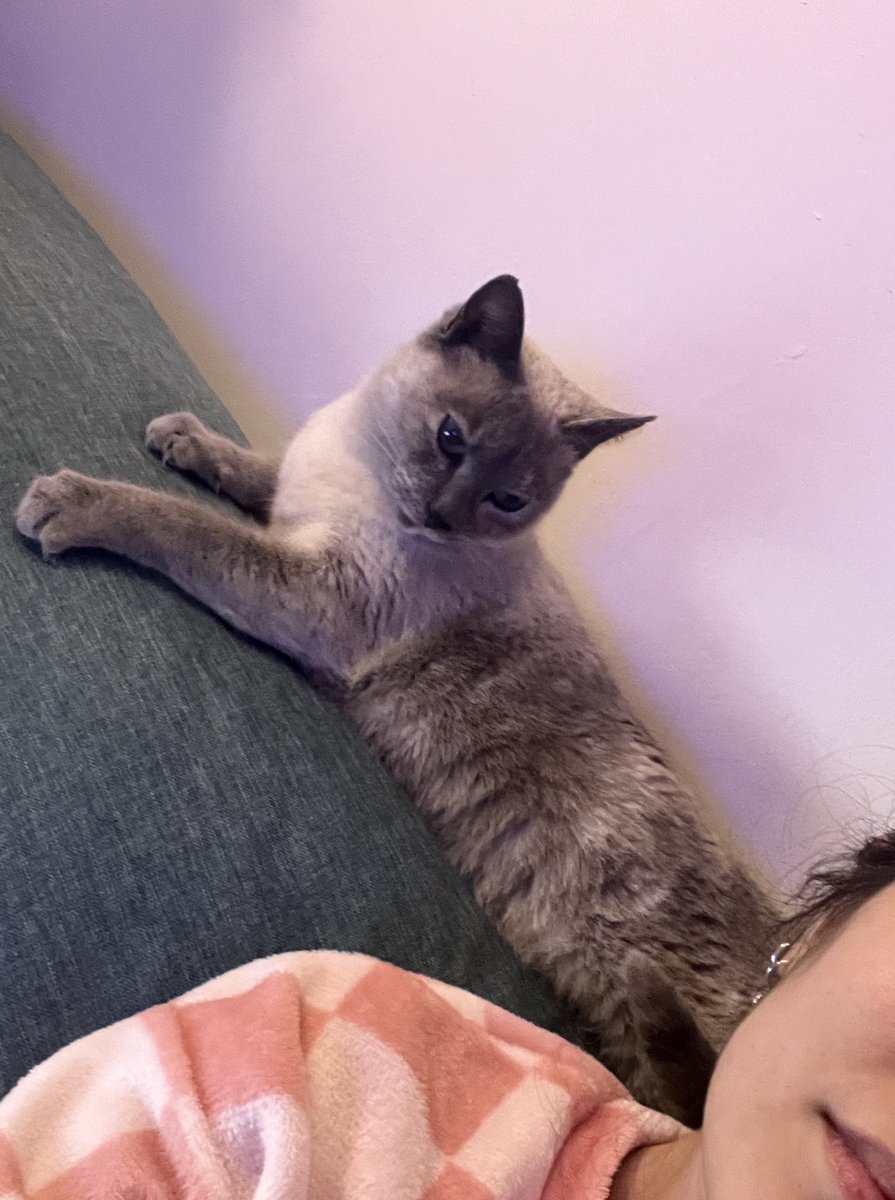 Bueno no saben hace unos días entró por el balcón una gata y nos hicimos amigas y ahora todos los días nos viene a visitar a la misma hora y a veces se queda a dormir, así que involuntariamente adopte un gato part time