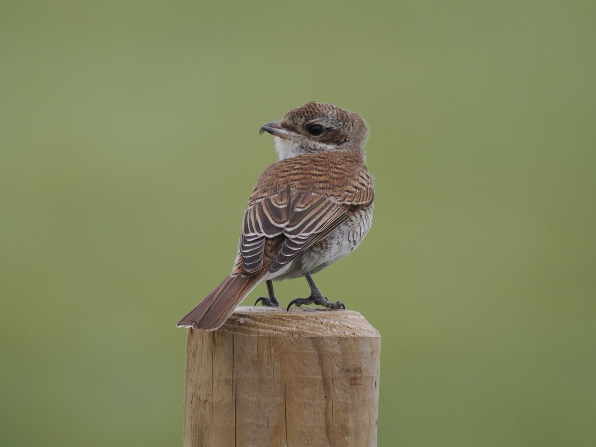 Rob Rackliffe (@robrackliffe) on Twitter photo A walk around the Long Pits at Dungeness and then the RSPB reserve enabled us to see 2 RED-BACKED SHRIKES and then a Dozen Glossy Ibis! Also a Merlin and good numbers of grounded migrants. With <a href="/a1virginia/">Virginia Fairchild</a> A walk around the Long Pits at Dungeness and then the RSPB reserve enabled us to see 2 RED-BACKED SHRIKES and then a Dozen Glossy Ibis! Also a Merlin and good numbers of grounded migrants. With <a href="/a1virginia/">Virginia Fairchild</a>