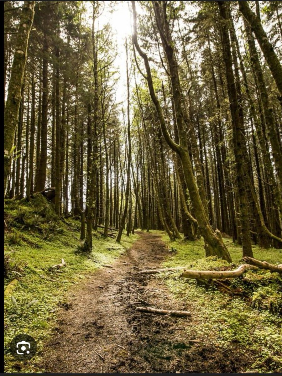 avien_bontea's tweet photo. At times, take a walk in the forest. #Ataasa https://t.co/UKY77osyLx