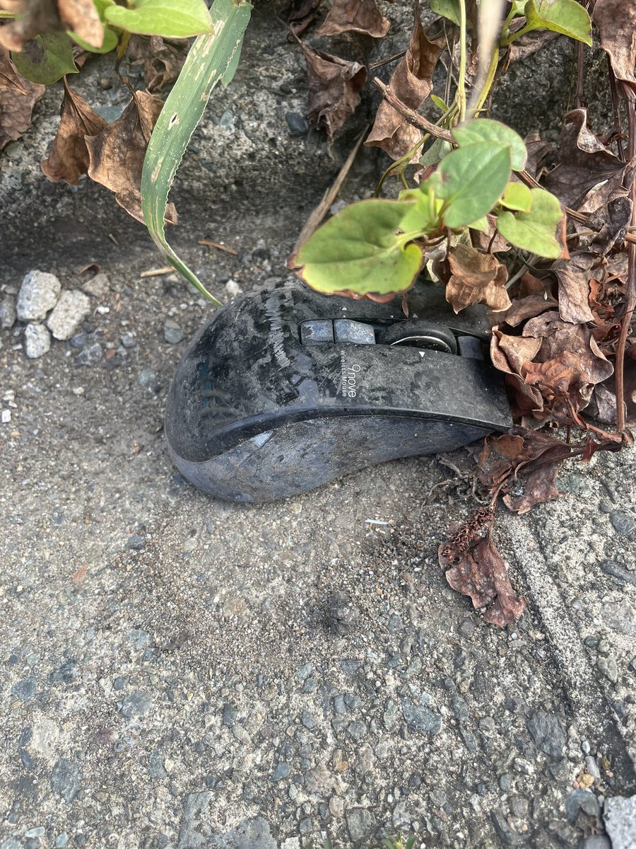 野生のマウス発見🖱️笑