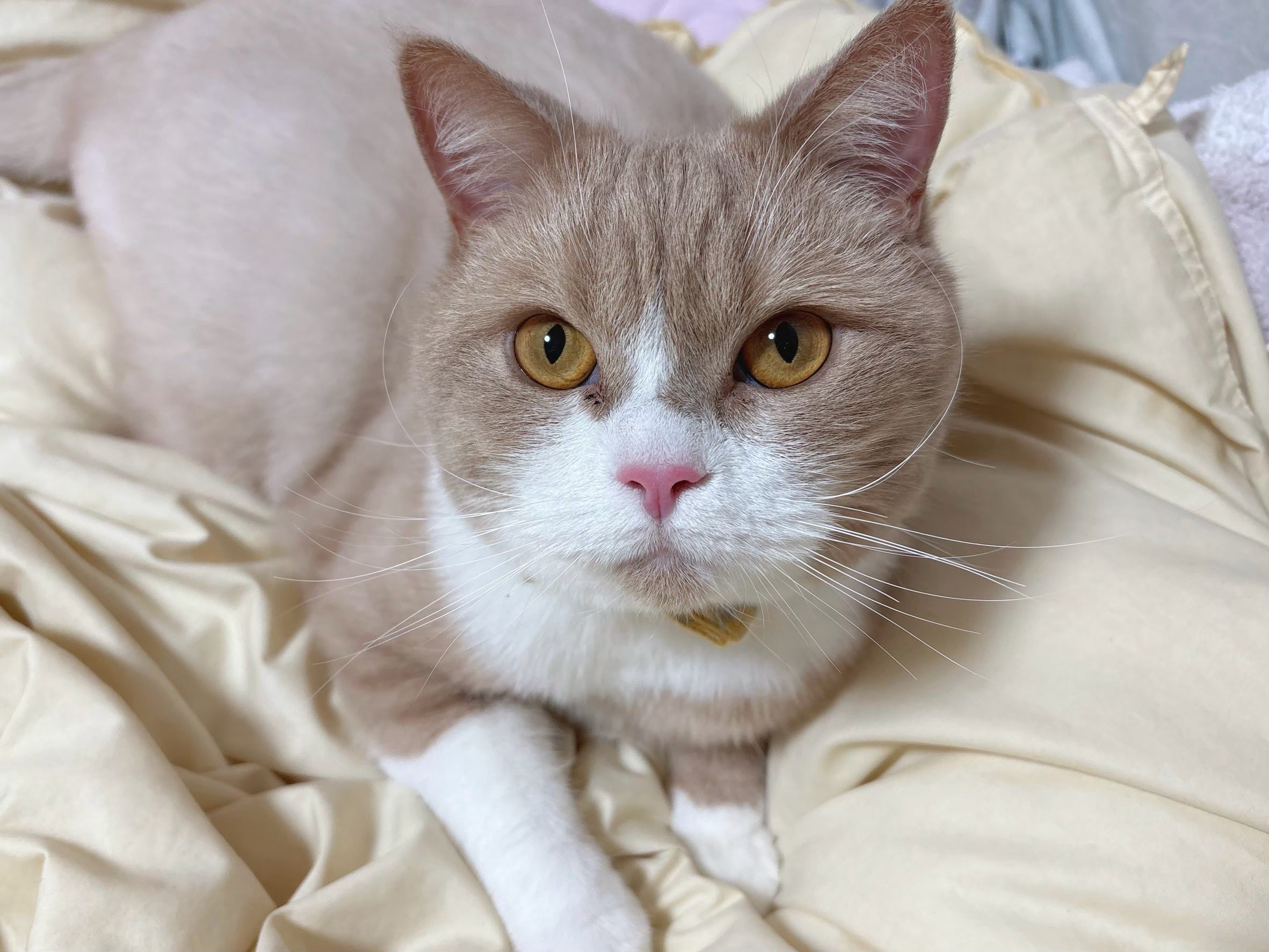 猫*様 ハナガサW20×Ｄ15xＨ10cm Amazon | アイリスプラザ 猫型爪とぎ 猫用 | アイリスプラザ