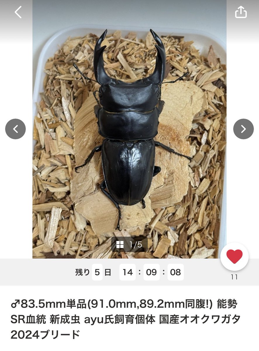 SHOP MUSHIYA / ムシオク! / kuwayan tweet media