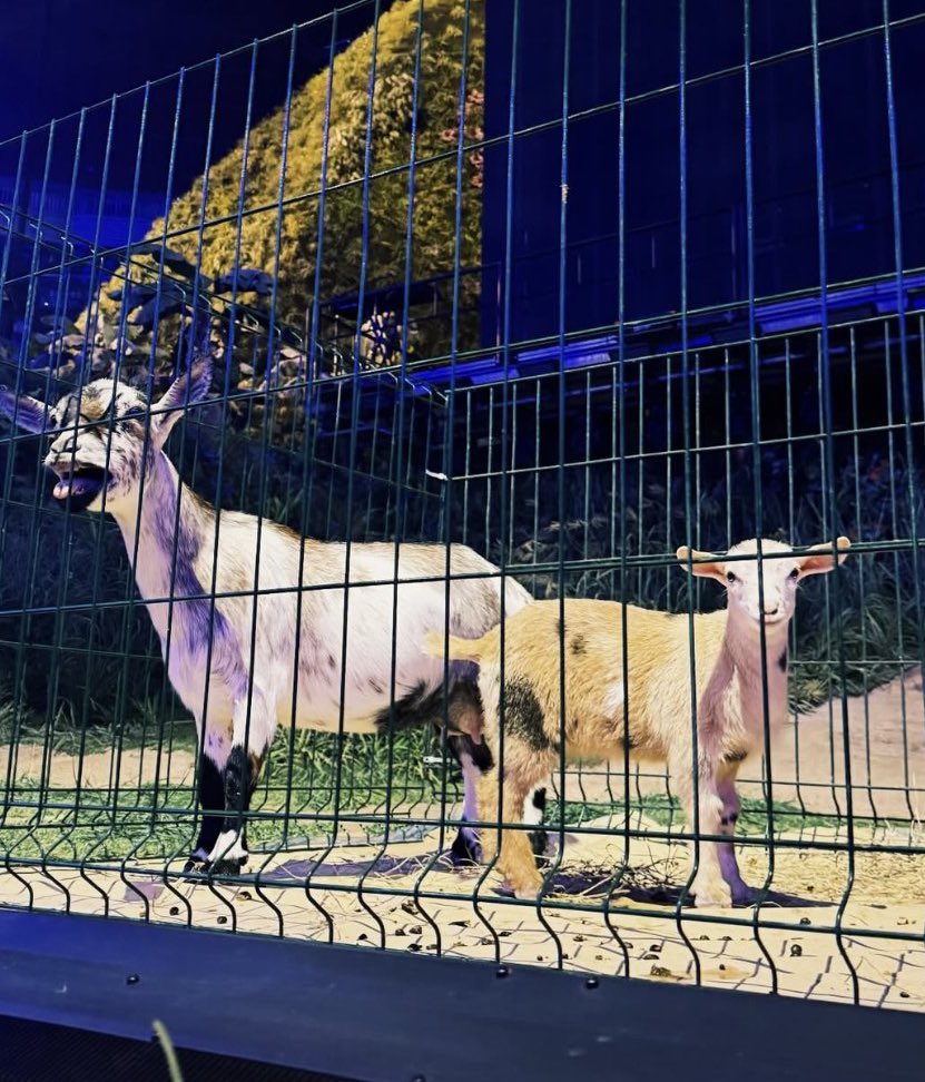 Hoy en el escenario hay CABRAS en vez de gallinas. 🐐