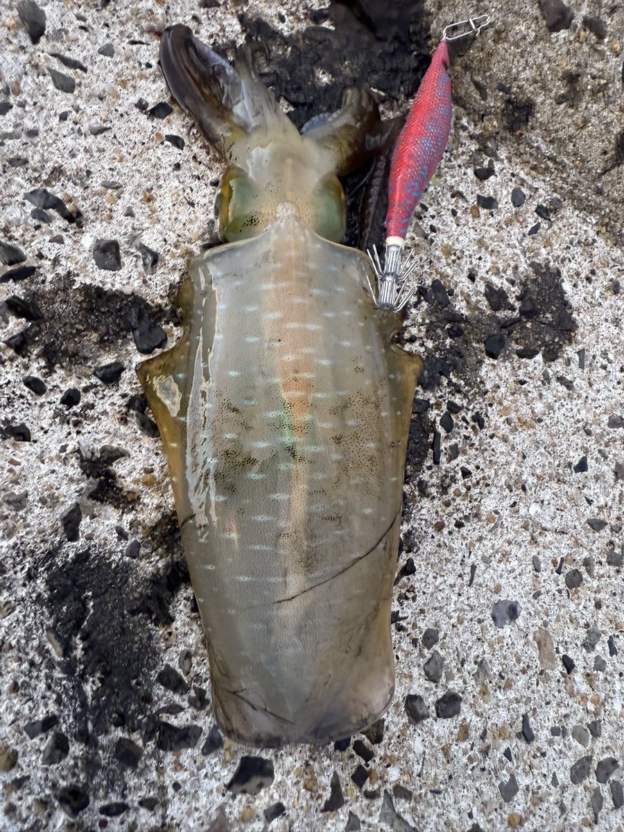 astroken's tweet image. イカのすれ掛かり初めて