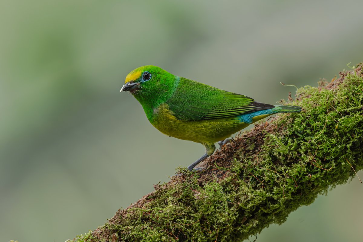 Mauricio Olaya tweet media