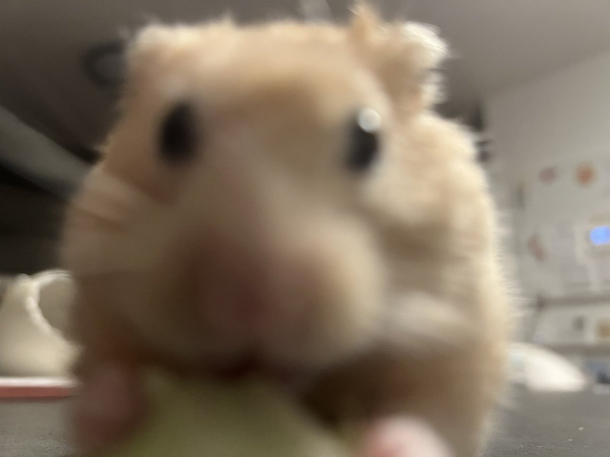 Prinabble's tweet image. ill be back on my tomgoonery soon