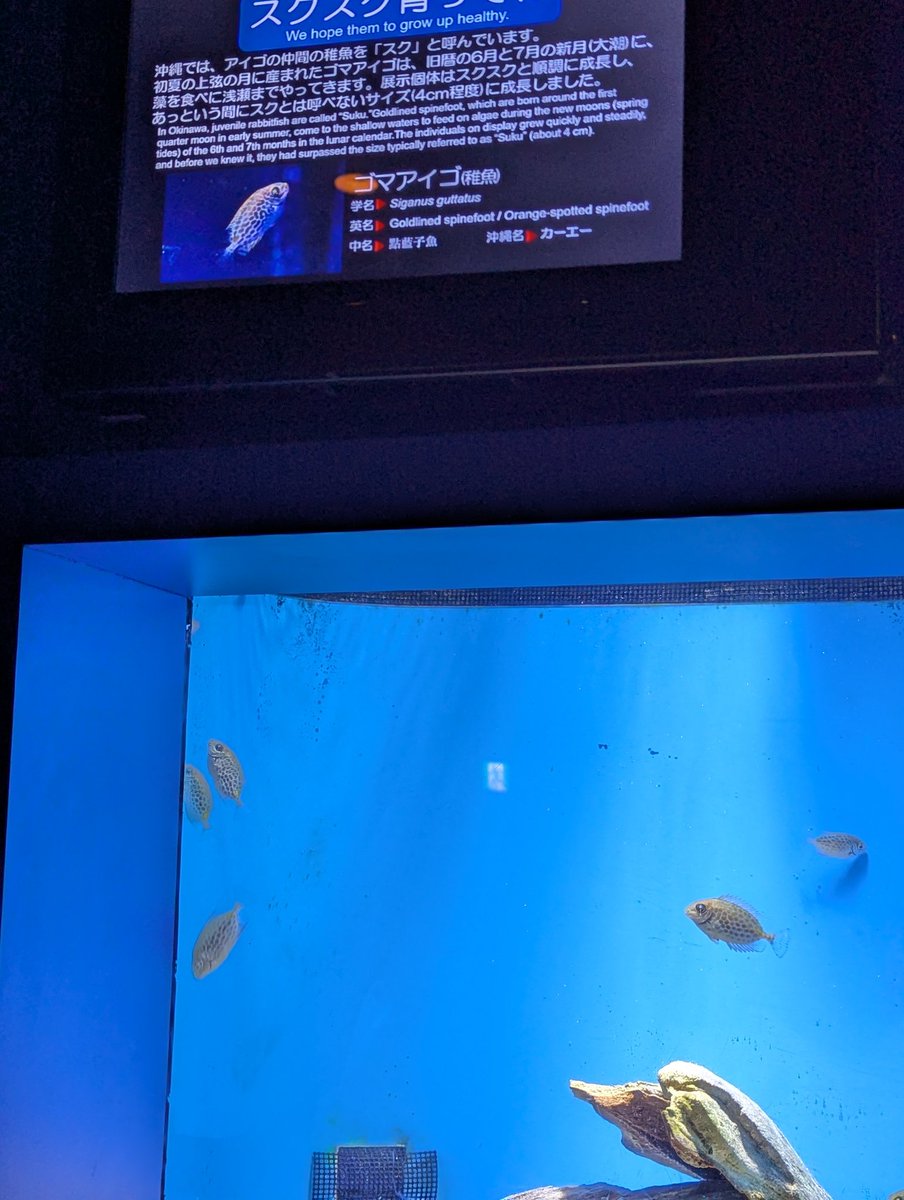 nanmei0201's tweet photo. 美ら海水族館に来たよ https://t.co/5ilSURXrQ9