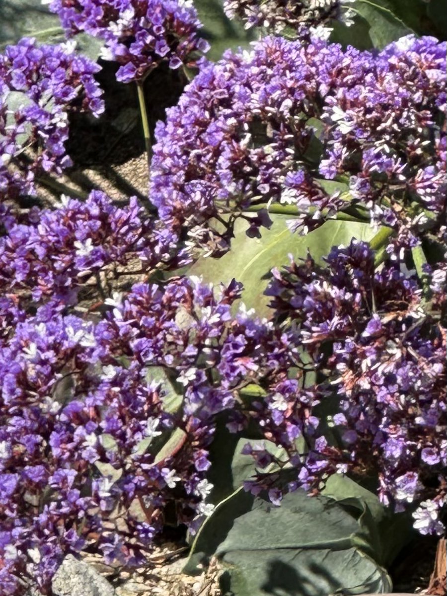 Margot Wizansky’s remarkable poem To Love in that Insane Tortured Way will make you think twice – a good thing.

muleskinnerjournal.com/to-love-in-tha…

#writingcommunity #litmag #flashfiction #literature #writers #fiction #fictionsubmissions #fictionwriter #poets #poetry #poetryjournals