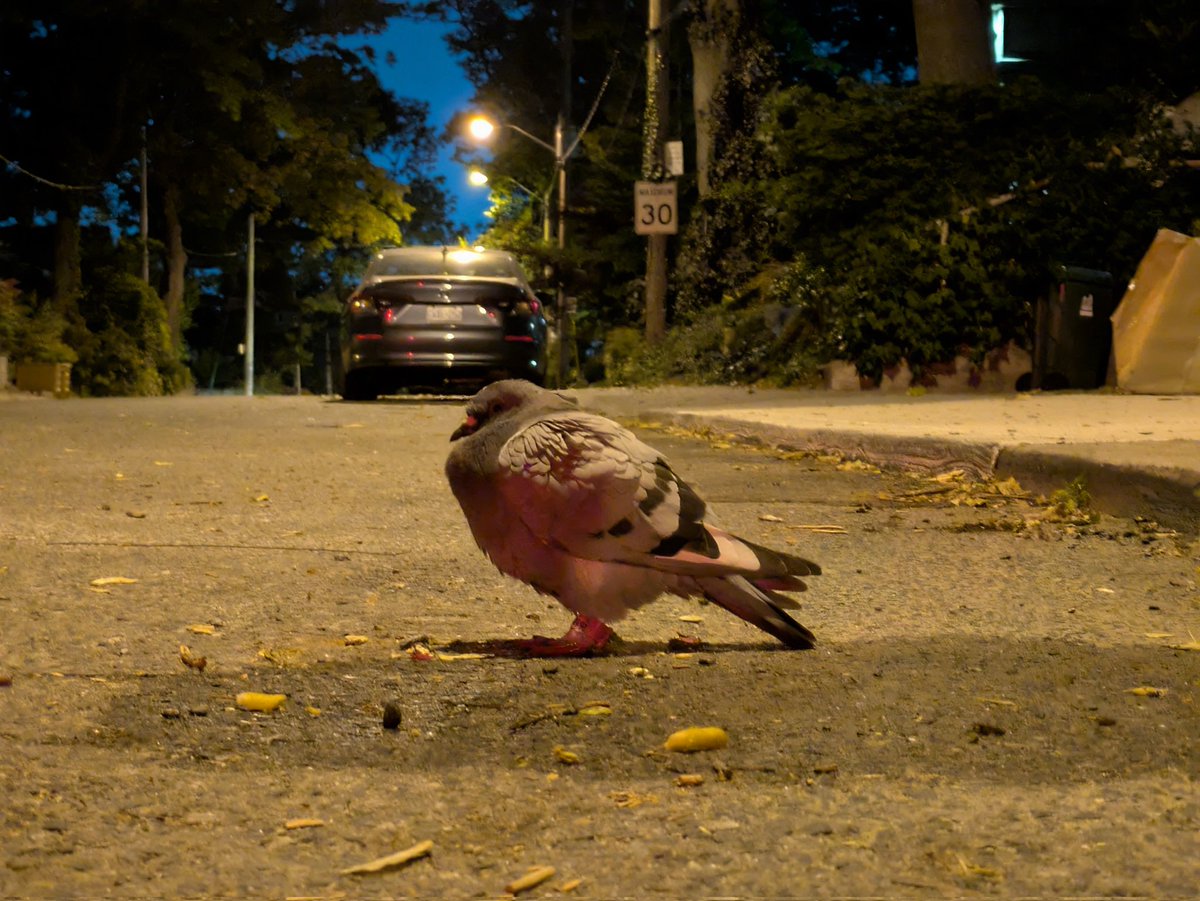 Bird just chilling on the street