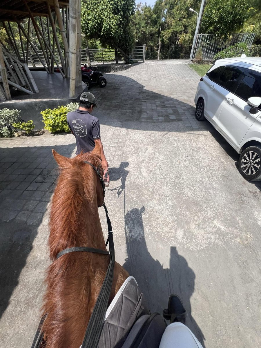 VCHarrison_CA's tweet image. Just another beautiful day in the saddle 🐎☀️
Nothing clears the mind quite like a quiet ride and some sunshine. Grateful for moments like these. 💛
#HorseGirlLife #TrailVibes #SunshineTherapy