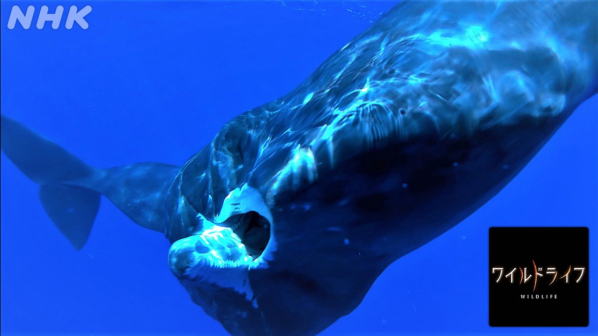 飛ぶ鯨 マッコウクジラ - Search / X