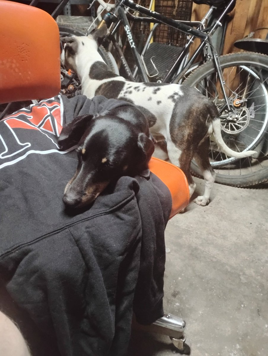 WorkingShitShow's tweet image. Surprise Dottie on the hunt for rats.